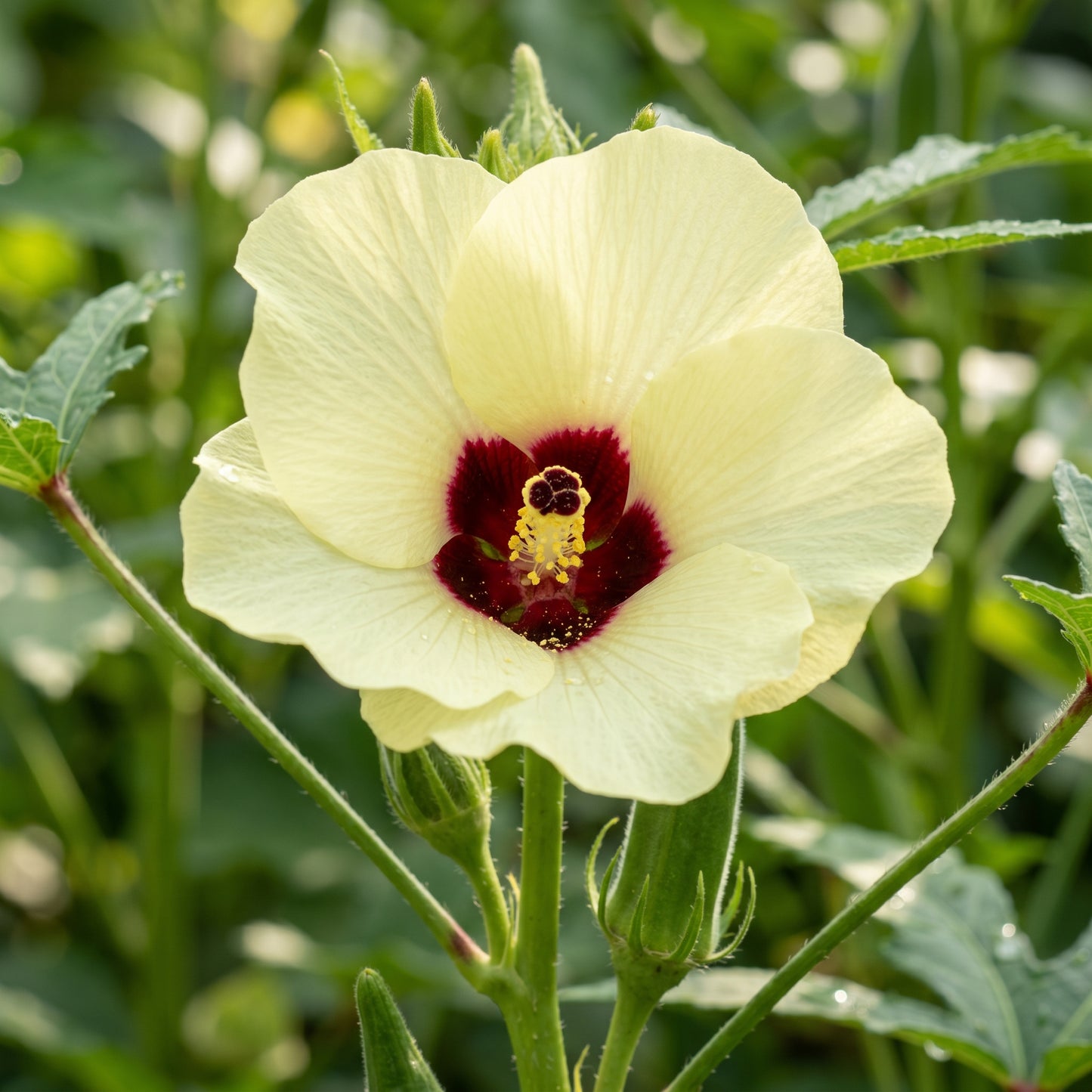 Okra Silver Queen Vegetable Seeds for Planting