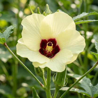 Okra Silver Queen Vegetable Seeds for Planting