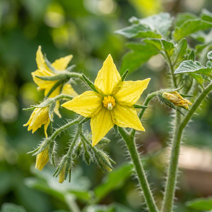 Tomato Pear Drops Seeds – Yellow Cherry Tomato for Planting