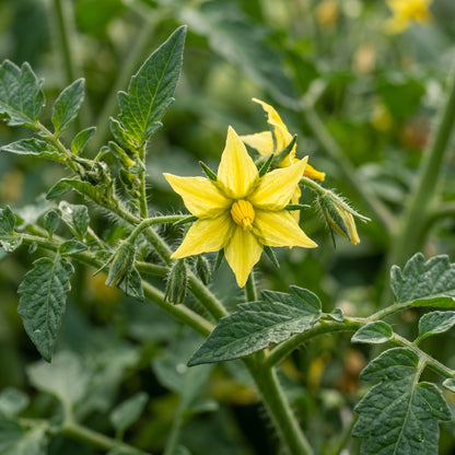 Tomato Moneymaker Seeds – Heirloom Tomato for Planting