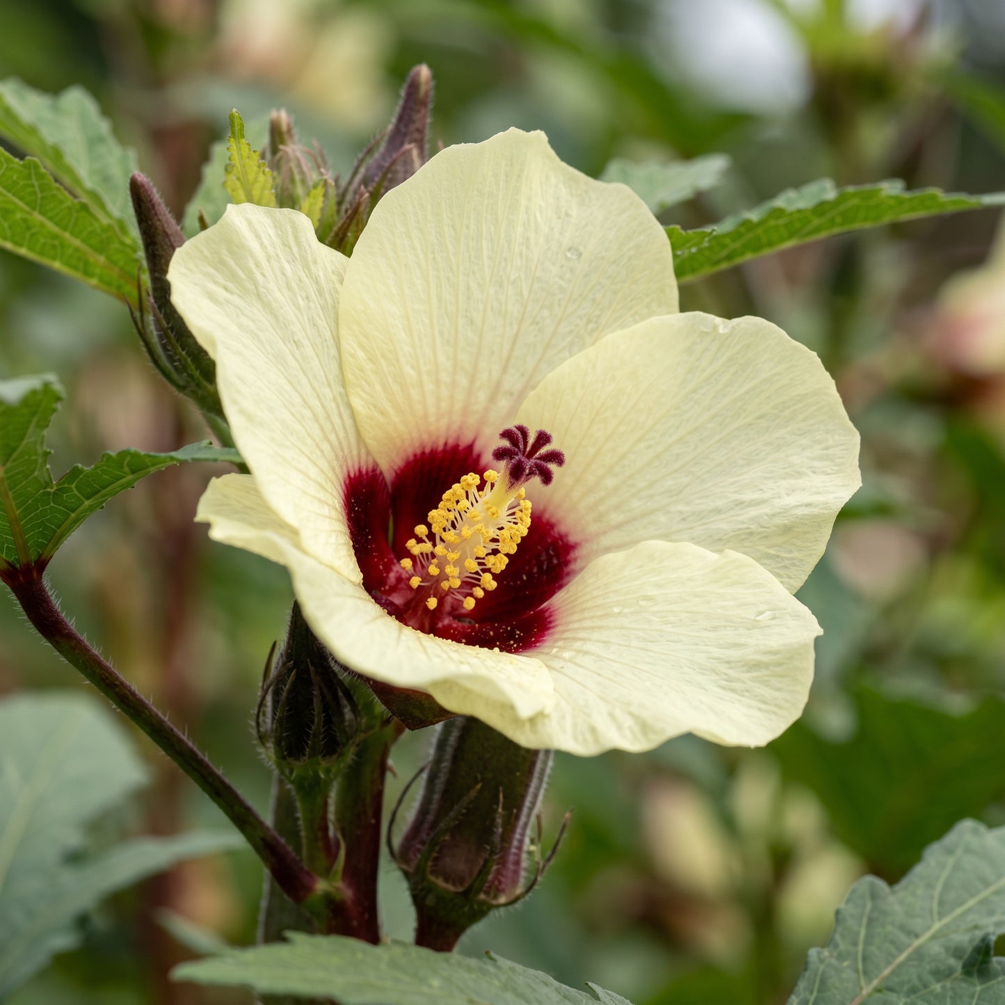 Okra Hill Country Red Vegetable Seeds for Planting