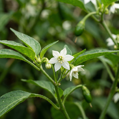 McMahons Texas Bird Pepper Seeds – Pepper Seeds for Home Garden