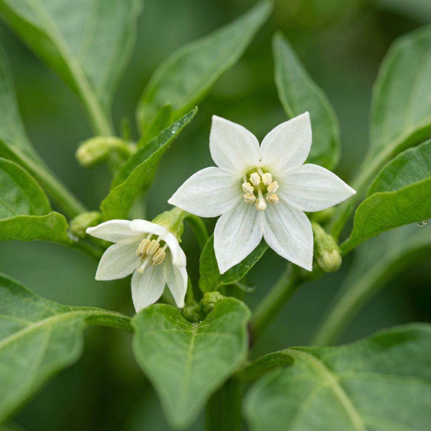 Ancho Gigantea Pepper Seeds – Pepper Seeds for Home Garden