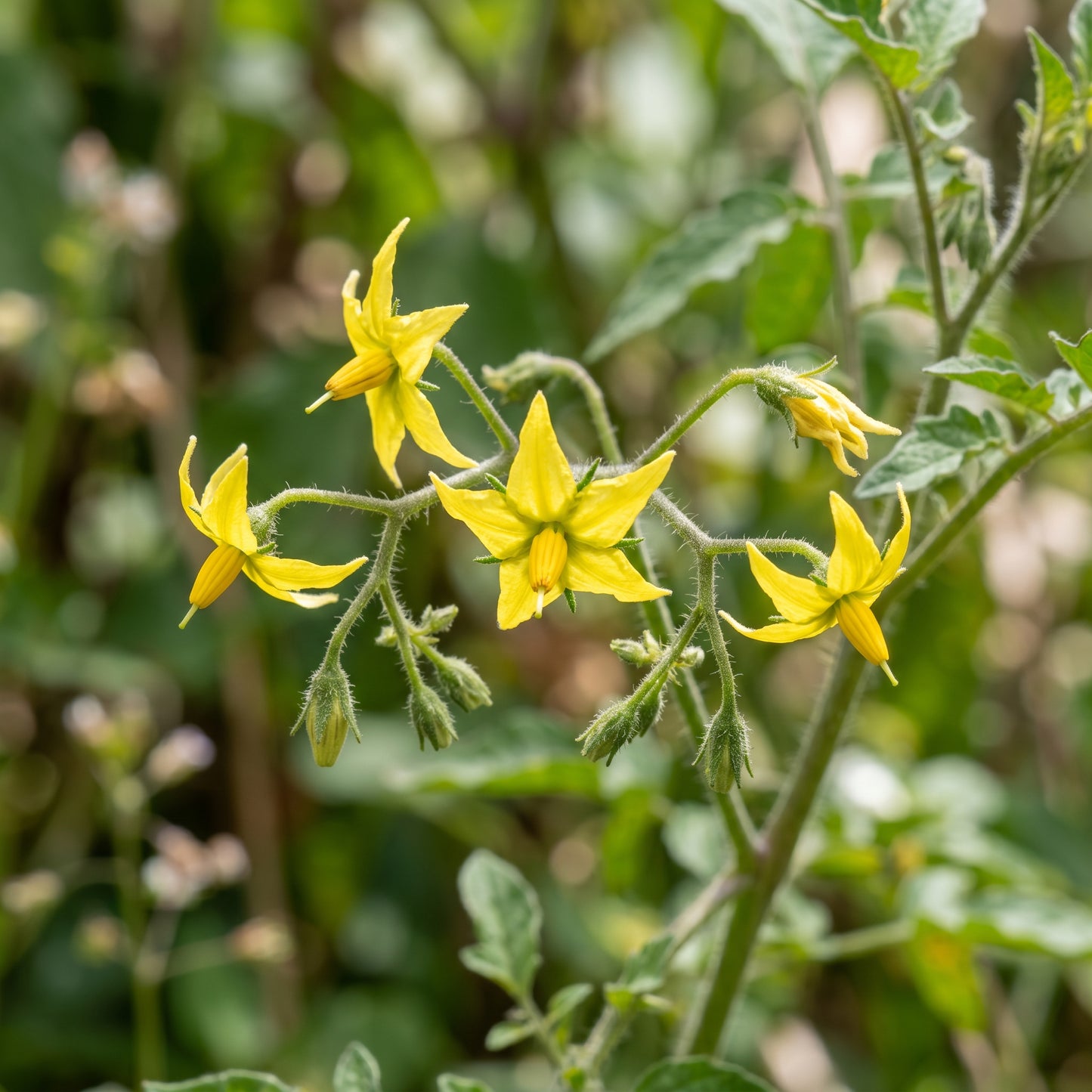 Tomato Peruvianum Seeds for Planting