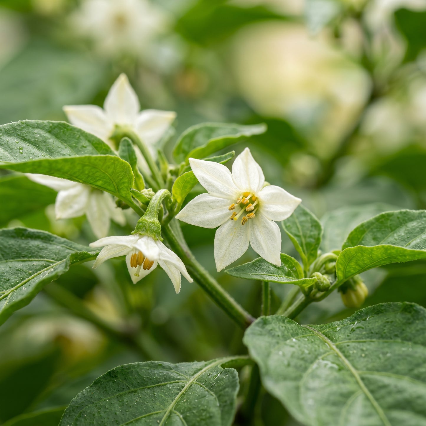 Trinidad Scorpion Yellow Chilli Seeds for Planting