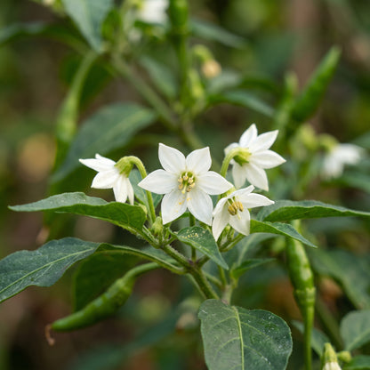Chilli Bangalore Whippet’s Tail Seeds – Chilli Seeds for Home Garden