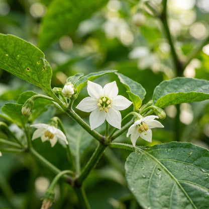 Chilli Paper Lantern Seeds for Planting