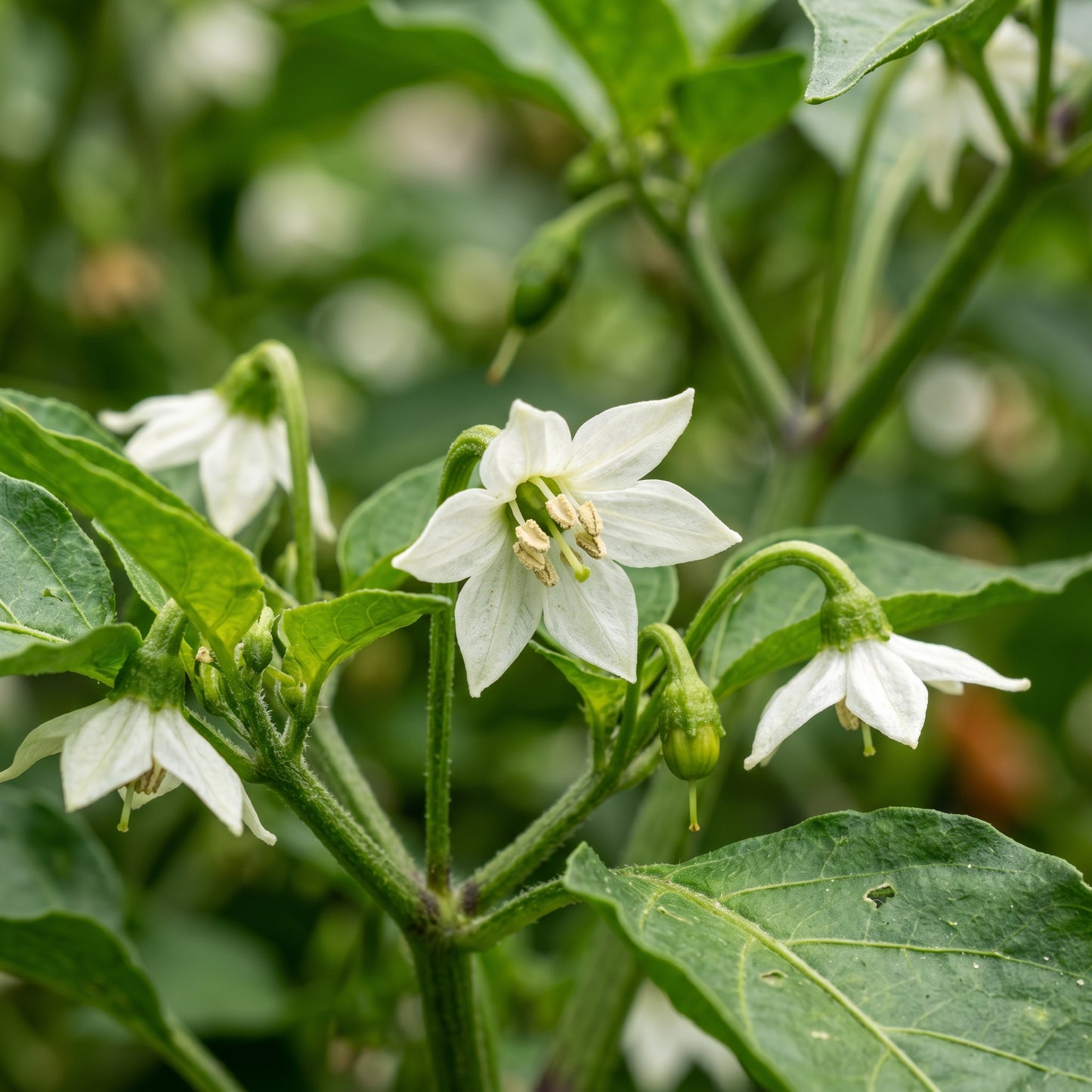 Chilli Somborius Seeds – Chilli Seeds for Home Garden