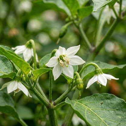 Chilli Somborius Seeds – Chilli Seeds for Home Garden