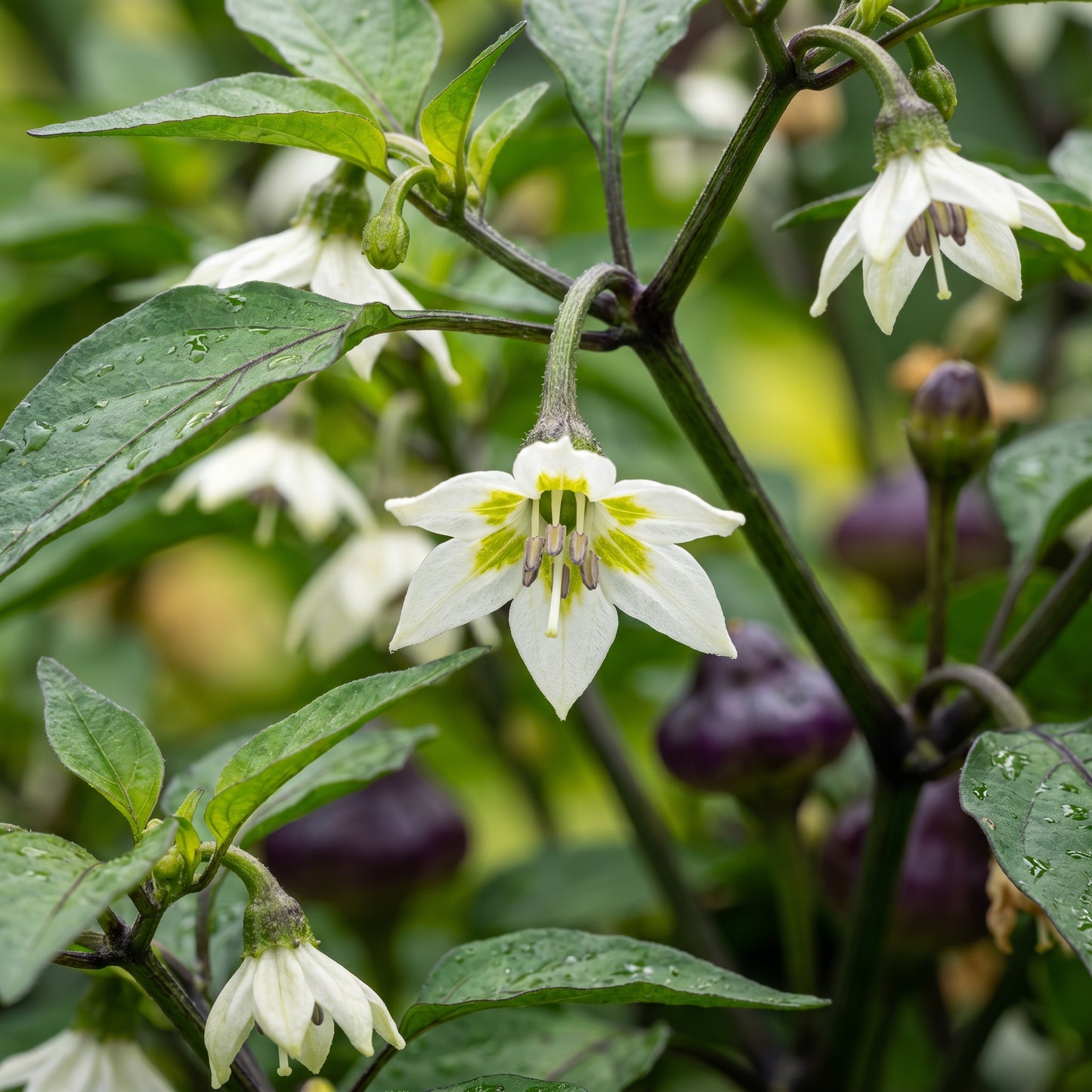 Chilli Pepper Purple UFO Seeds for Planting