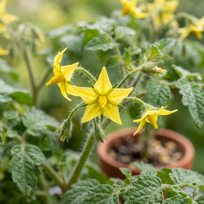 Tomato Micro Tom Seeds for Planting