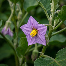 Organic Black Beauty Brinjal Eggplant Seeds for Planting