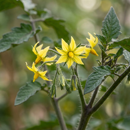 Tomato Black Moon Vegetable Seeds for Planting