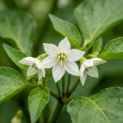 Hot Pepper F1 Hybrid Vegetable Seeds for Planting
