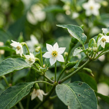 Thai Birds Eye Chili Pepper Seeds for Planting