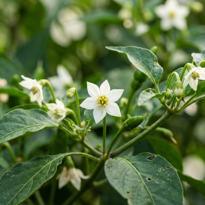 Thai Birds Eye Chili Pepper Seeds for Planting