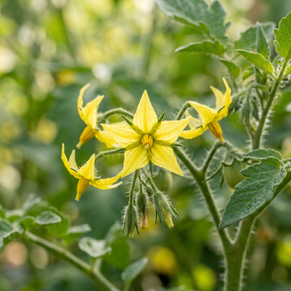 Sungrape Tomato Seeds for Planting