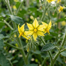 Solito Tomato Seeds for Planting