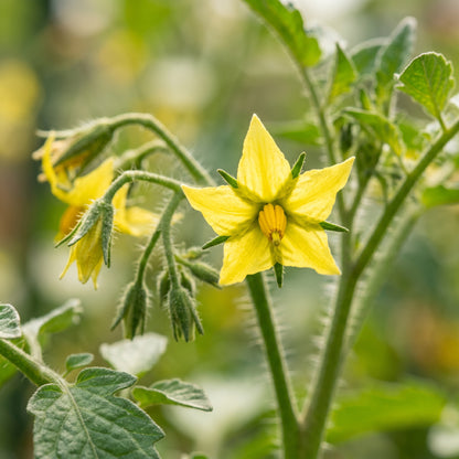 Marmande Tomato Seeds for Planting