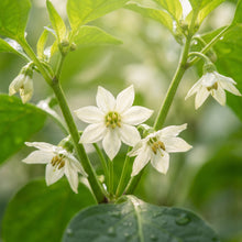 Sweet Pepper Thor Vegetable Seeds for Planting