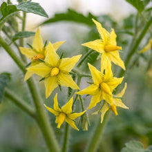 Principe Borghese Tomato Seeds for Planting