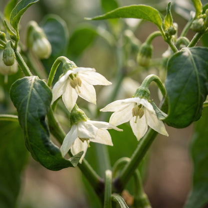 Orange Pepperoncini Hot Pepper Seeds for Planting