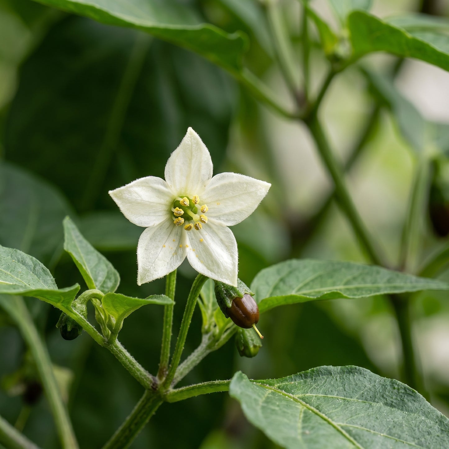 Chocolate Aji Panca Pepper Seeds – Pepper Seeds for Home Garden
