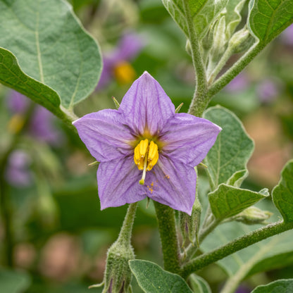 Round Purple Eggplant Seeds – Eggplant Seeds for Home Garden