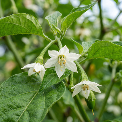 Pepper Habanero Orange Seeds – Pepper Seeds for Home Garden