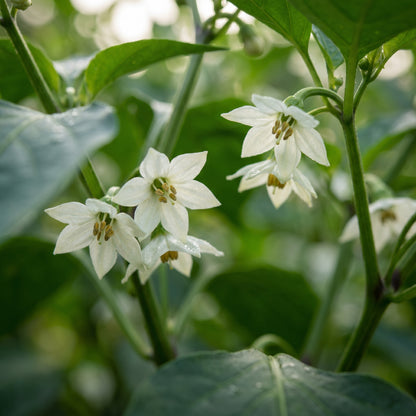 Emerald Giant Bell Pepper Seeds – Bell Pepper Seeds for Home Garden