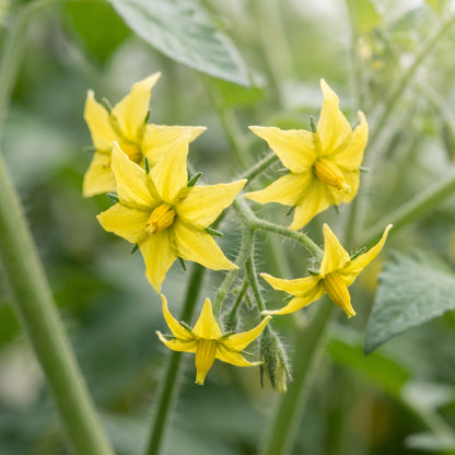 Shirley Tomato Seeds – Tomato Seeds for Home Garden