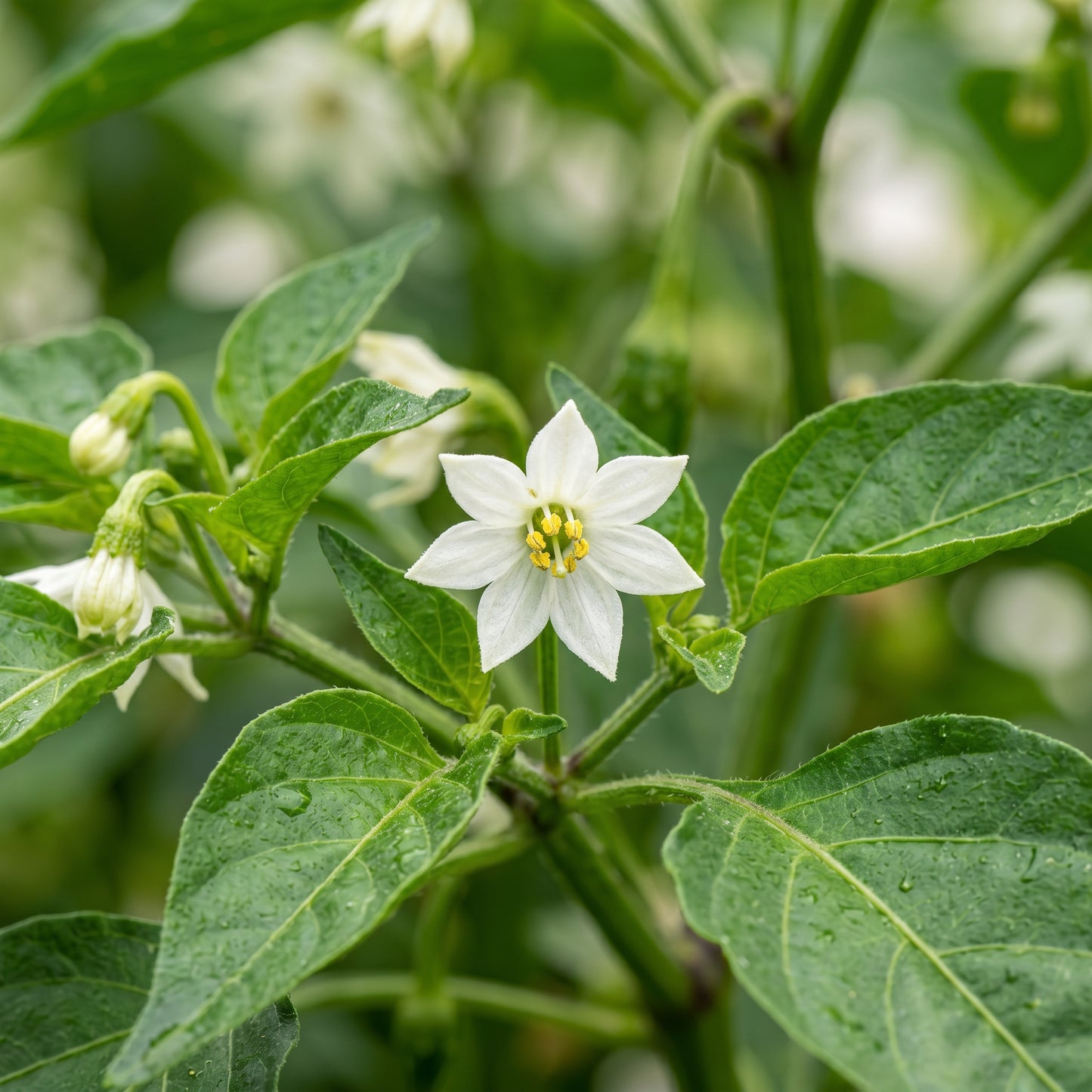 Red Cherry Sweet Pepper Seeds – Sweet Pepper Seeds for Home Garden