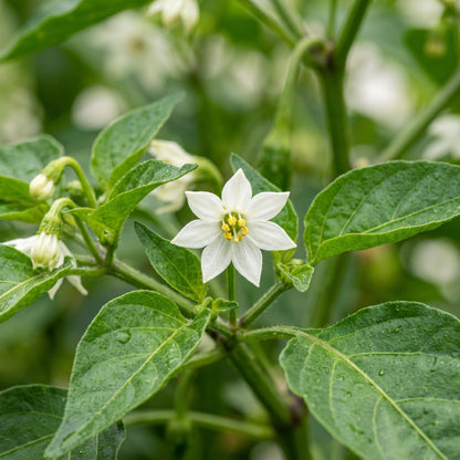 Red Cherry Sweet Pepper Seeds – Sweet Pepper Seeds for Home Garden