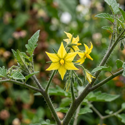 Black Tomato Seeds – Heirloom Tomato Seeds for Home Garden