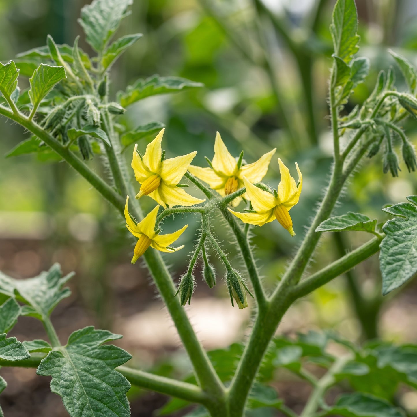 Mountain Magic Tomato Seeds – Hybrid Tomato Seeds for Home Garden