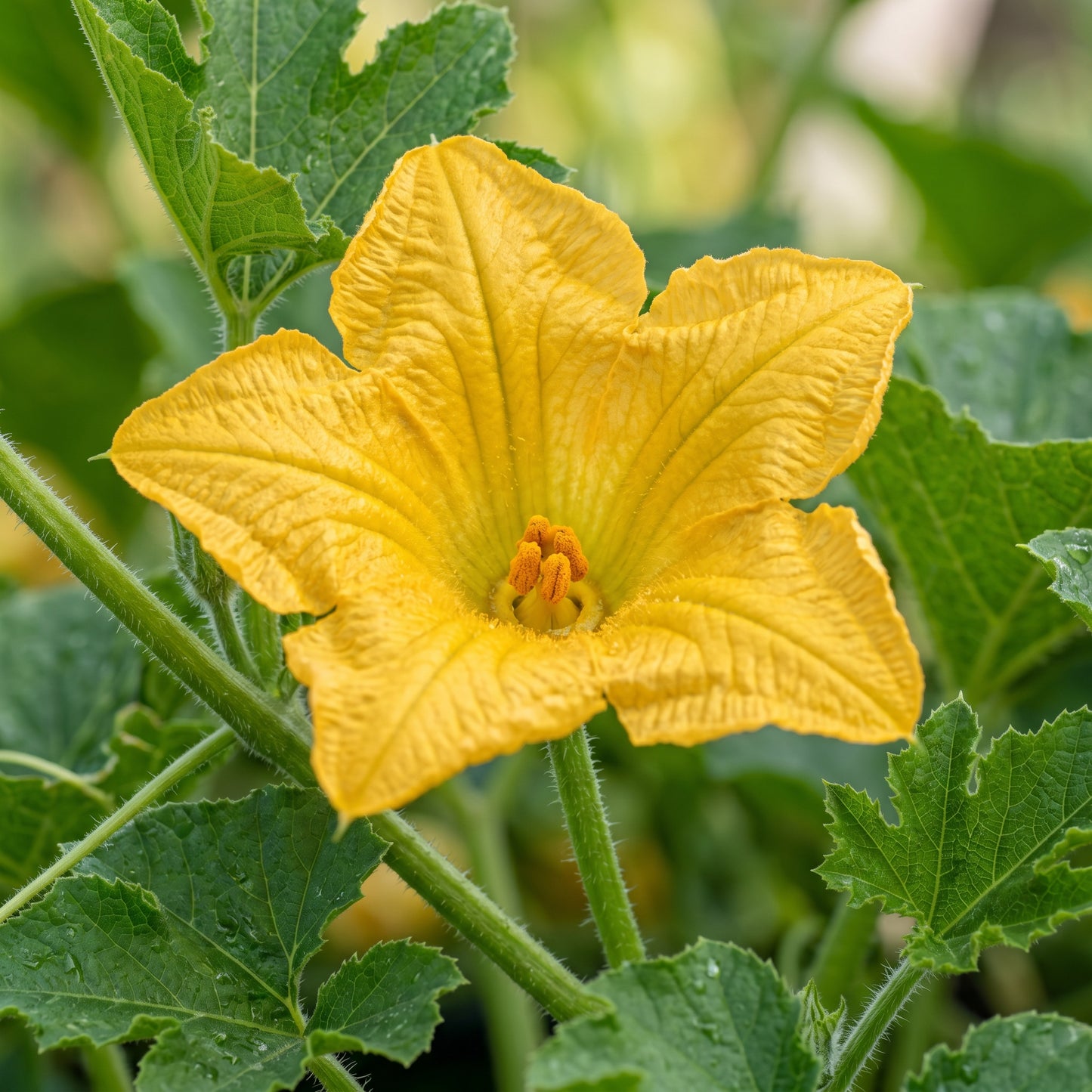 Squash Little Gem Rolet Seeds – Squash Seeds for Home Garden
