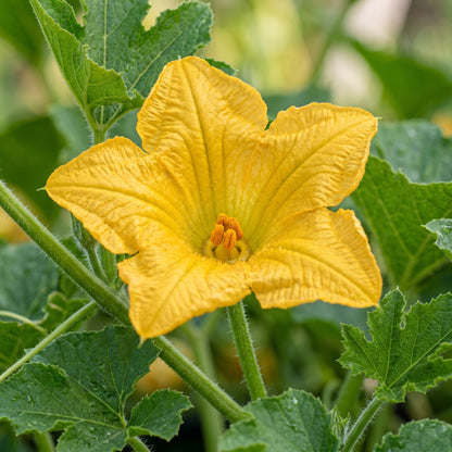 Squash Little Gem Rolet Seeds – Squash Seeds for Home Garden