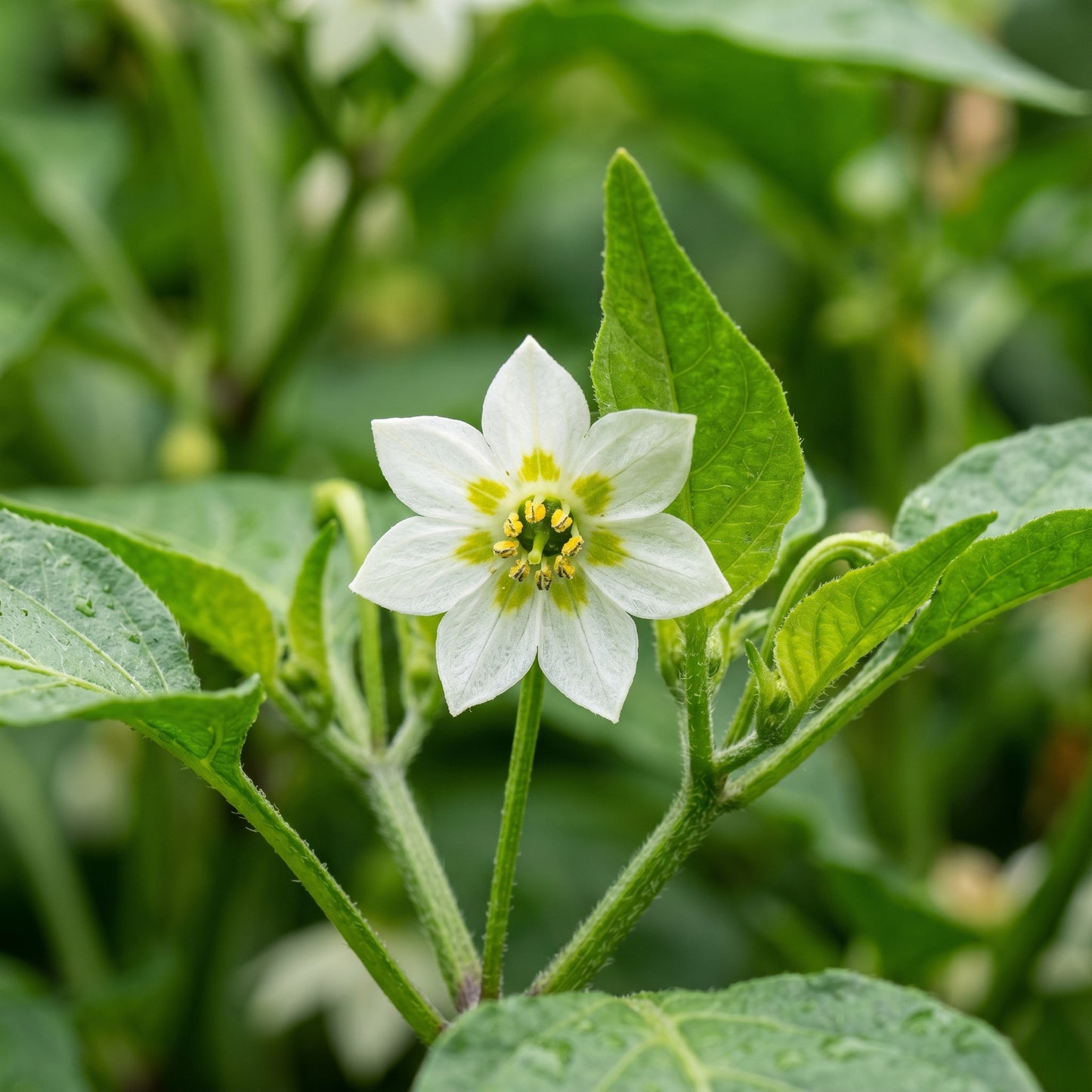 Sweety Drops Pepper Seeds – Pepper Seeds for Home Garden