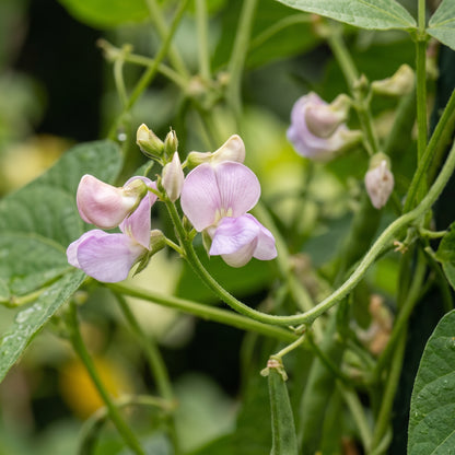Hidatsa Shield Bean Seeds for Home Gardening