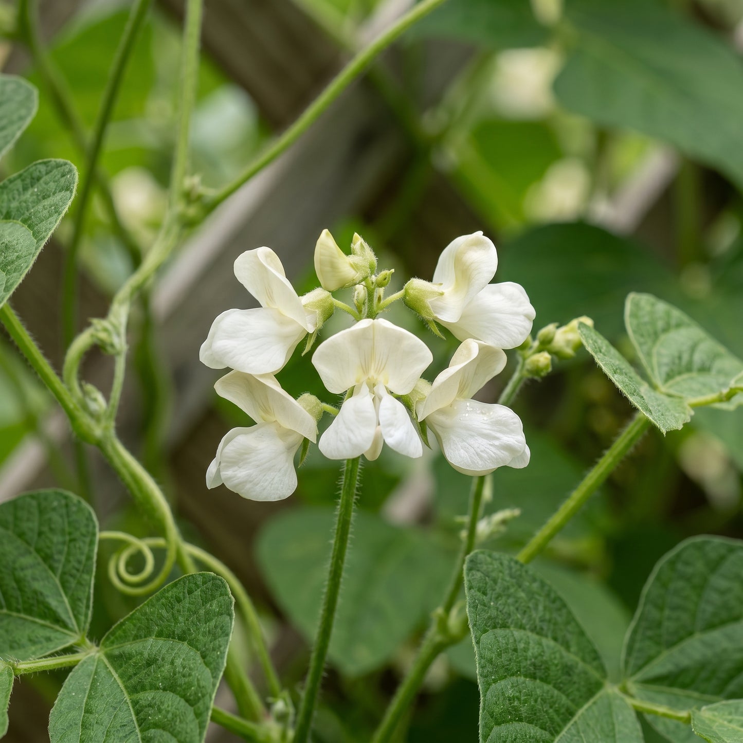 Missouri Wonder Pole Bean Seeds for Home Garden