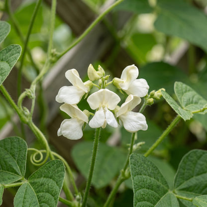 Missouri Wonder Pole Bean Seeds for Home Garden