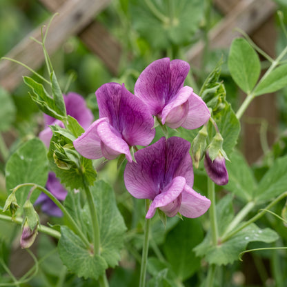 Purple Magnolia Sugar Snap Pea Seeds for Garden Planting