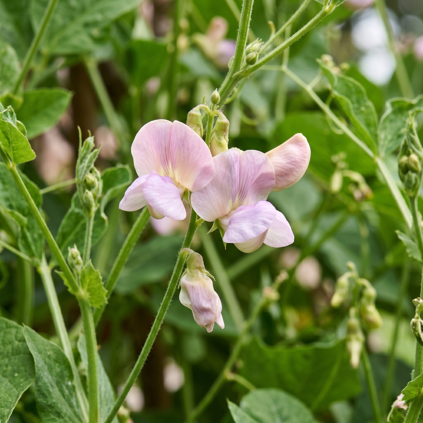 Borlotti Bean Seeds for Home Gardening