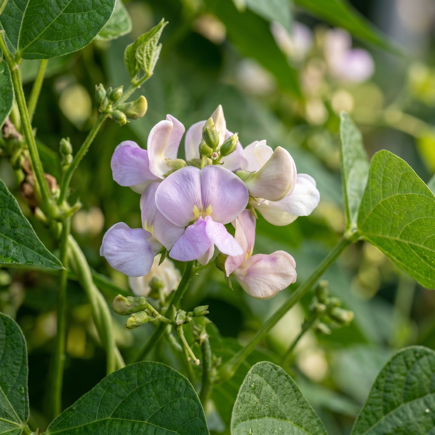 Bean Climbing Rattlesnake Seeds for Home Garden