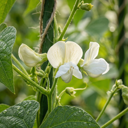 Bean Climbing Giant of Stuttgart Seeds