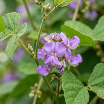 Dolichos Violet Green Seeds for Garden
