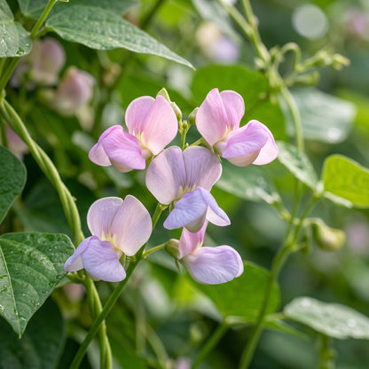 Bean Climbing Madagascar Variety Seeds