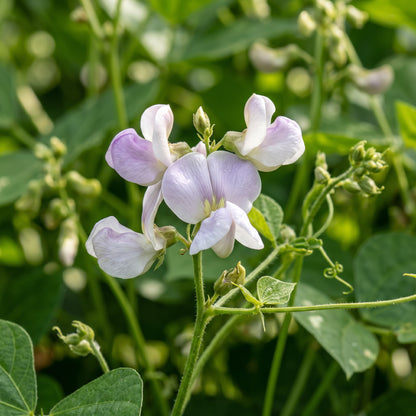 Bean Scorpio Seeds for Home Garden