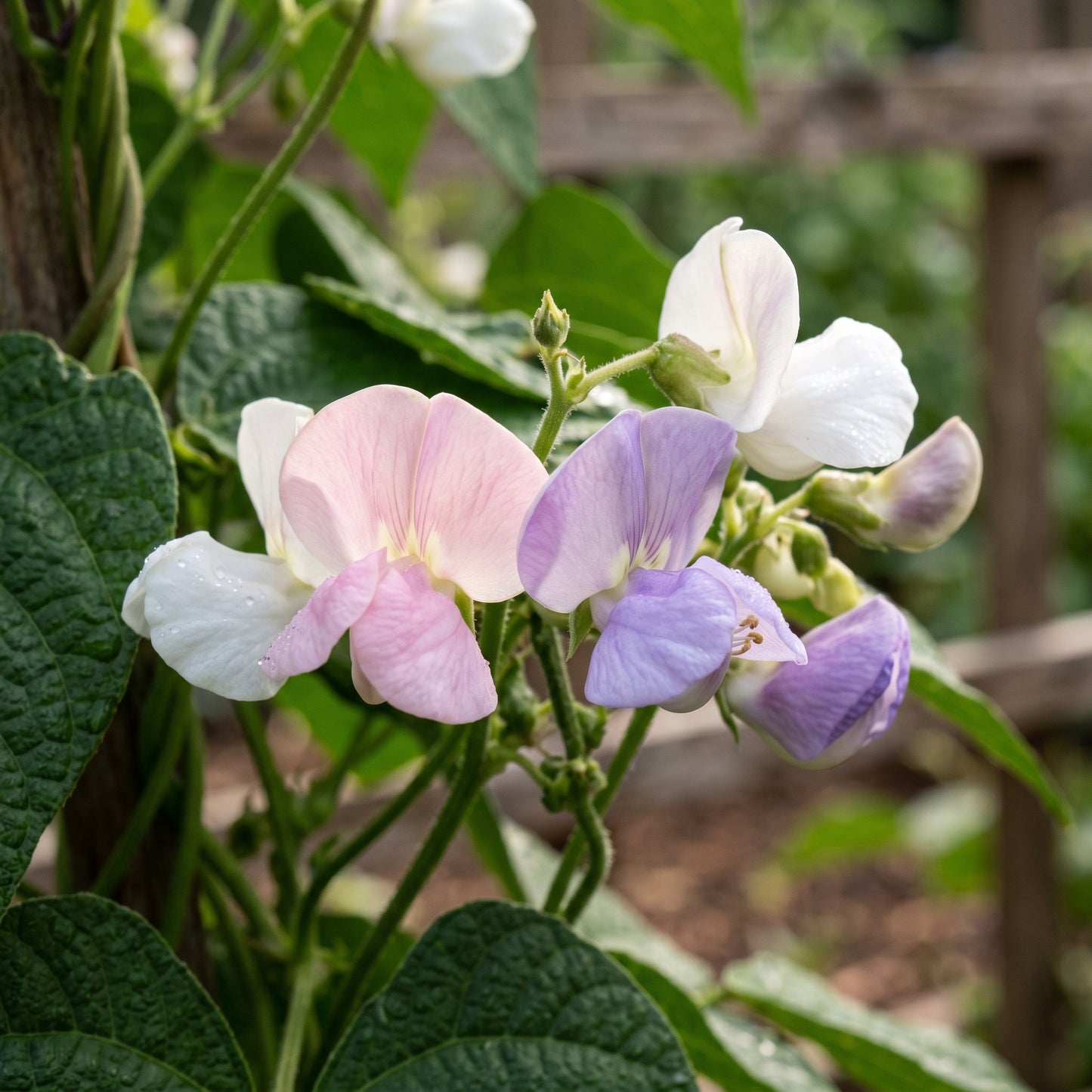 Climbing Bean Heirloom Mix Seeds