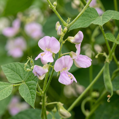 Hidatsa Red Bean Seeds for Planting